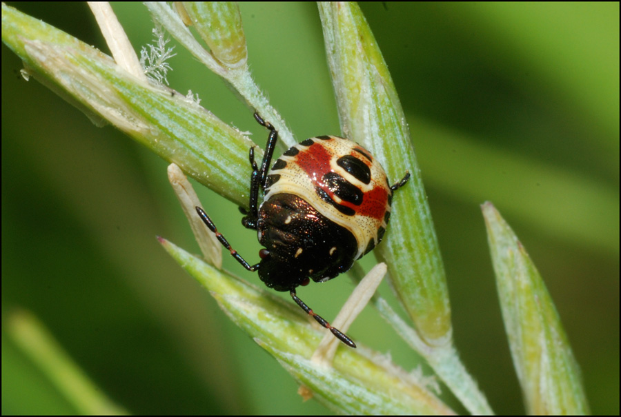 pentatomide immaturo? Neanide di Carpocoris sp.